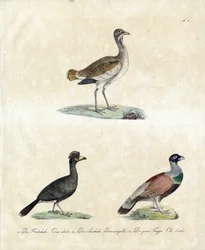 Uccelli selvatici europei (stampa)
