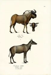 Alcefalo, 1824