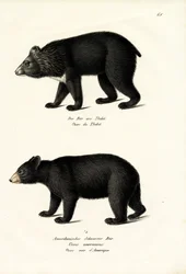 Orso nero himalayano, 1824