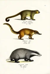 Orso del miele, 1824