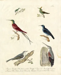 Colibrì e uccelli delle foreste (stampa)