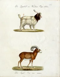 Capra e muflone del Kashmir (stampa)