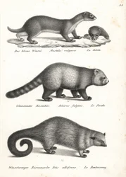 Donnola minore, Mustela nivalis 1, panda rosso, Ailurus fulgens 2, vulnerabile, e binturong, Arctictis binturong 3, vulnerabile. Litografia di Karl Joseph Brodtmann dal libro di Heinrich Rudolf Schinz Storia Naturale Illustrata degli Uomini e degli Animali