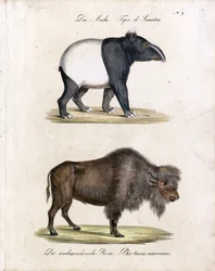 Tapiro malese e bisonte americano (stampa)