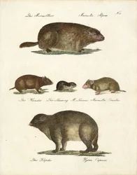 Marmotta e altri roditori (stampa)