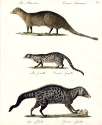 Mangusta, Genet e Civet (stampa)