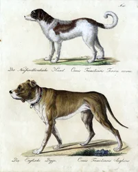 Cane di Terranova e Mastino inglese (stampa)