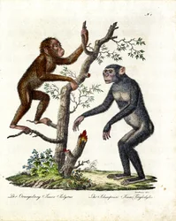 Orangutan e Scimpanzé (stampa)