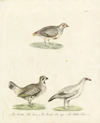 Pernice e pernice bianca (stampa)