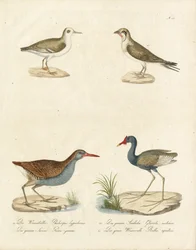 Falarope, sterna, jacana e rotaia d