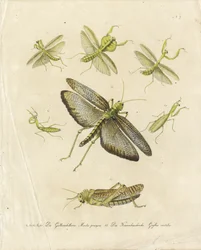 Mantide religiosa e cavallette (stampa)