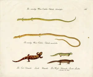 Salamandre e Skinks (stampa)