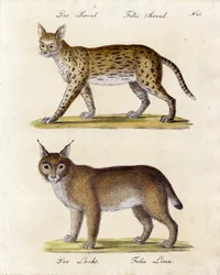 Serval e Lynx (stampa)