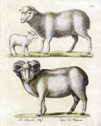 Pecora con agnello e montone (stampa)