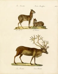 Specie speciali di cervo (stampare)