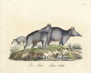 Tapiro e Paca (stampa)