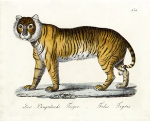 La tigre del Bengala (stampa)