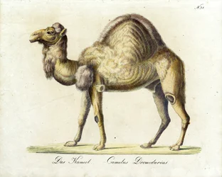 Il cammello (stampa)