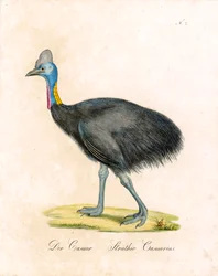 Il Cassowary (stampa)