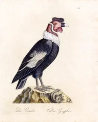 Il Condor (stampa)