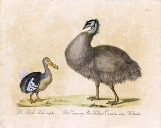 Il Dodo e il Cassowary della Nuova Olanda (stampa)