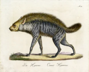 La iena (stampa)
