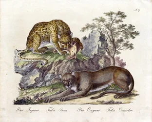 Il giaguaro e il puma (stampa)