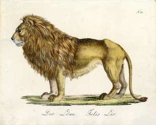 Il Leone (stampa)