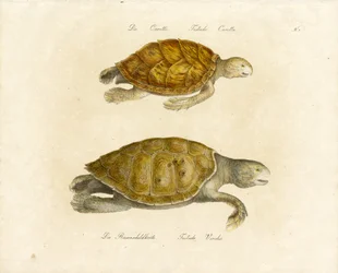 La tartaruga marina Loggerhead e verde (stampa)