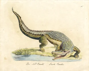 Il coccodrillo del Nilo (stampa)