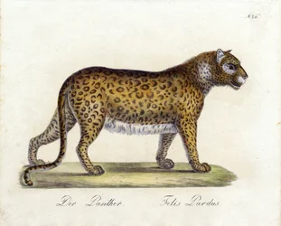 La Pantera (stampa)