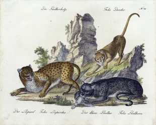 Il gatto pantera con leopardo e piccola pantera (stampa)