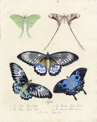 Farfalle tropicali (stampa)