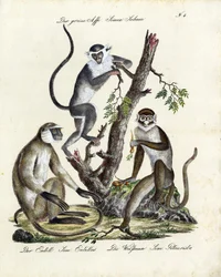 Specie di scimmia tropicale (stampa)