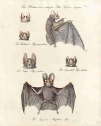 Varie specie di pipistrelli (stampa)