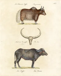 Varie specie di bufali (stampa)
