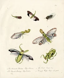 Varie Cicale e Lanterne (stampa)