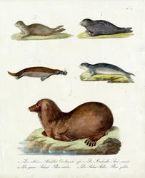 Varie specie di foche (stampa)