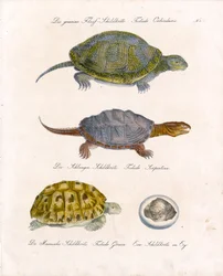 Varie specie di tartarughe (stampa)
