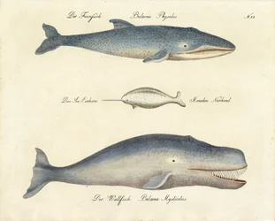 Varie specie di balene (stampa)