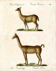 Vicuña e lama (stampa)