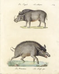 Facocero e cinghiale (stampa)