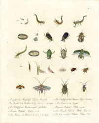 Coleotteri acquatici e vari stadi di sviluppo degli insetti (stampa)