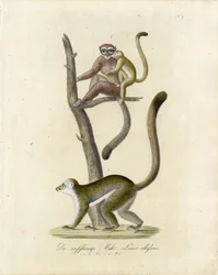 Lemuri dalle orecchie bianche (stampa)