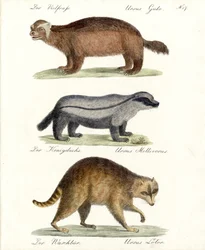Wolverine, Honey Badger e Raccoon (stampa)