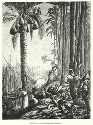 Sponde del canale Mahmoudiyah, Egitto