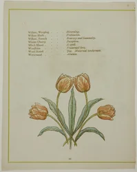 Illustrazione decorativa, da Il linguaggio illuminato dei fiori