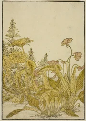 Fiori di Primavera: Viole e Tarassaco, dal libro "Specchio delle Belle Donne dei Quartieri del Piacere (Seiro bijin awase sugata kagami)," vol. 1