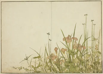 Fiori Estivi: Iris e Piantaggine d