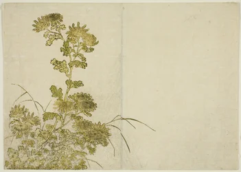 Fiori d